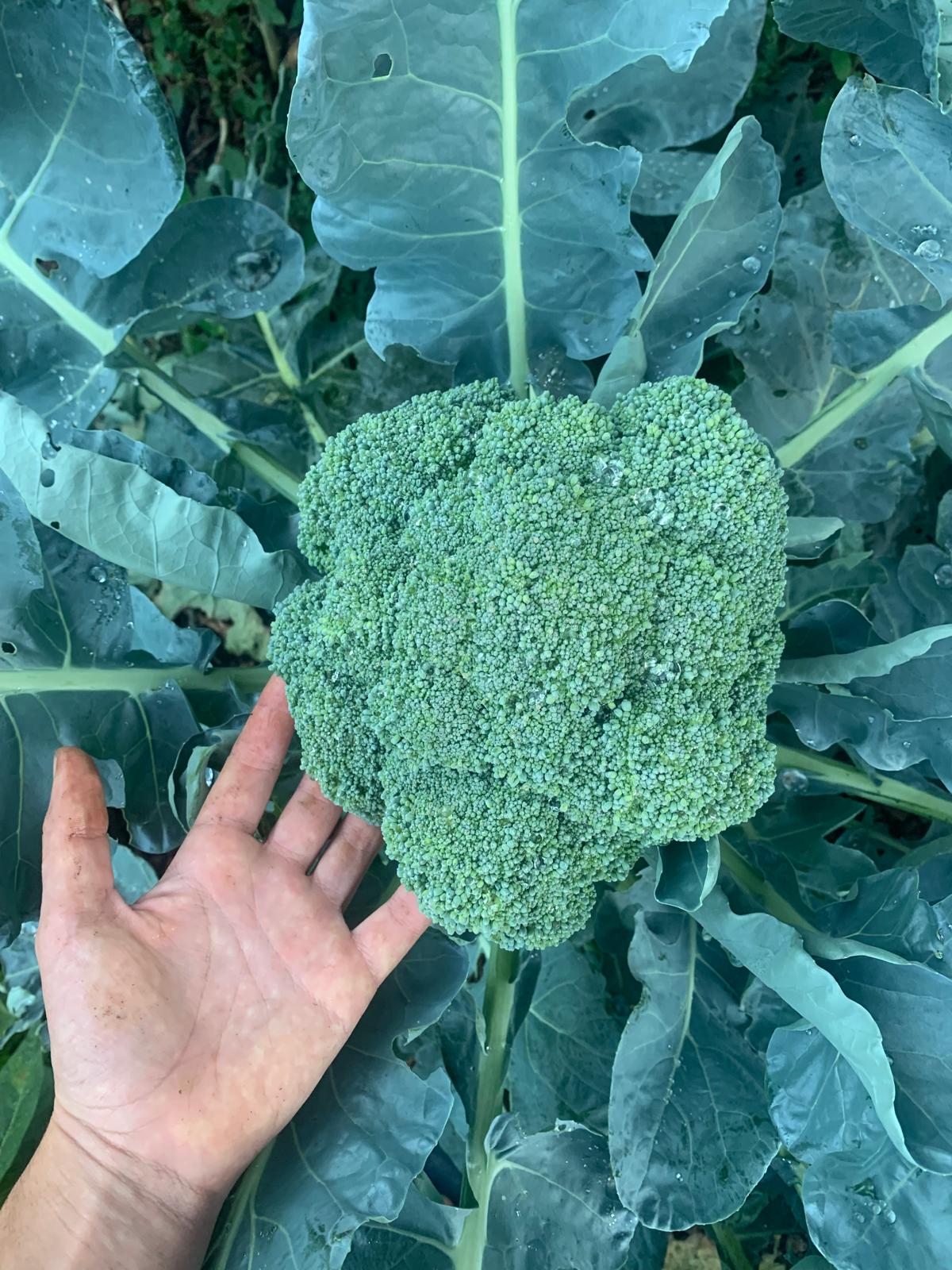 Cristina cultivando